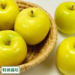 もりのかがやき 秀品 5kg 特別栽培 (青森県 阿部農園) りんご 産地直送