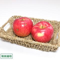 【訳あり】青森りんご(赤) 3kg 特別栽培 (青森県 田村りんご農園) 産地直送
