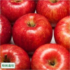 【予約・ポイント2倍】りんご ふじ A品 10kg箱 特別栽培 (青森県 田村りんご農園) 産地直送