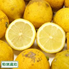 【C品・訳あり・ポイント3倍】レモン璃の香 5kg 県特別栽培 (熊本県 オレンジヒルズ) 産地直送