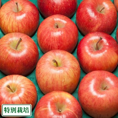 【予約・家庭用】ふじ 5kg箱 特別栽培 (青森県 田村りんご農園) 産地直送