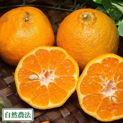 【A・Bサイズ混合・ポイント2倍】 ポンカン 10kg 自然農法 (和歌山県 泉農園) 産地直送