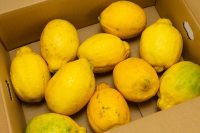 有機レモン(璃の香) A品サイズ混合 10kg 有機JAS (佐賀県 佐藤農場株式会社) 産地直送