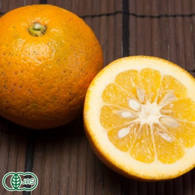 【加工用】有機 橙(だいだい) 4kg 有機JAS (佐賀県 佐藤農場株式会社) 産地直送