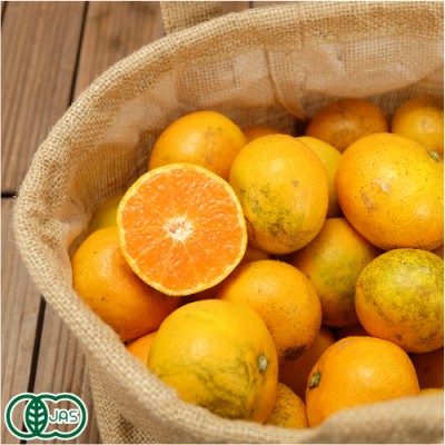 【B品・訳あり】 有機 青島みかん 10kg 有機JAS (神奈川県 山下農園) 産地直送