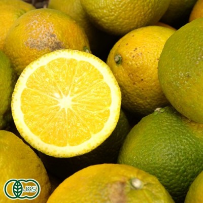 【A・Bサイズ混合品】 有機スイートスプリング 4kg 有機JAS (神奈川県 山下農園) みかん 産地直送