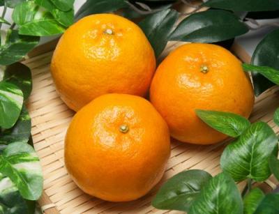 有機 ポンカン A品 10kg 有機JAS  (佐賀県 佐藤農場株式会社) 産地直送