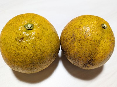 【B品・数量限定】 伊予柑 10kg 自然農法 無施肥 (愛媛県 風車の町佐田岬の会) 産地直送