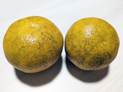 【加工用小玉・数量限定】 伊予柑 10kg 自然農法 無施肥 (愛媛県 風車の街佐田岬の会) 産地直送