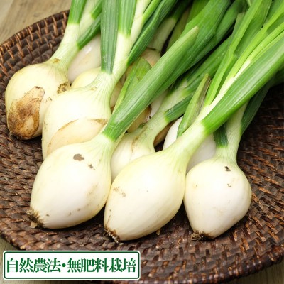 葉付き玉ねぎ 約2kg 自然農法 無肥料栽培 (兵庫県淡路島 花岡農恵園) 産地直送