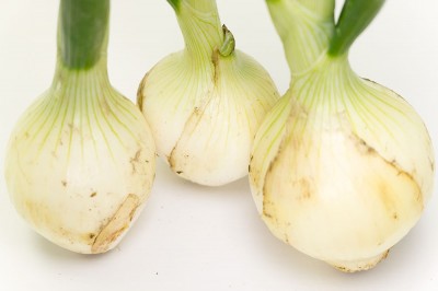 葉付き玉ねぎ 約2kg×2箱 自然農法 無肥料栽培 (兵庫県淡路島 花岡農恵園) 産地直送