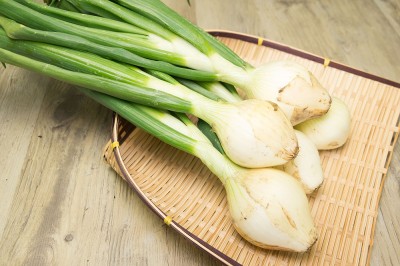 葉付き玉ねぎ 約2kg×2箱 自然農法 無肥料栽培 (兵庫県淡路島 花岡農恵園) 産地直送