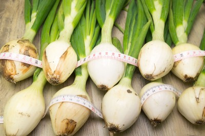 葉付き玉ねぎ 約2kg×2箱 自然農法 無肥料栽培 (兵庫県淡路島 花岡農恵園) 産地直送