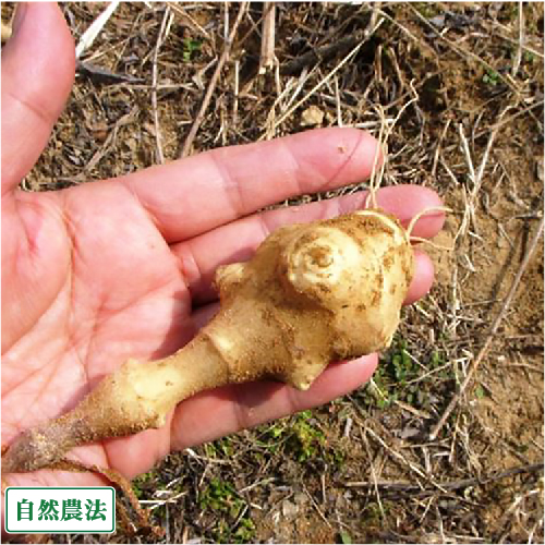 自然農法岡山生産組合 岡山県 無農薬 自然農法 有機農産物などの産直通販 ふるさと21 自然農法岡山生産組合 岡山県 無農薬 自然農法 有機農産物などの産直通販 ふるさと21