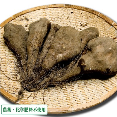 短形自然薯 (土付き) 3kg 農薬不使用 (青森県 須藤農園) 産地直送