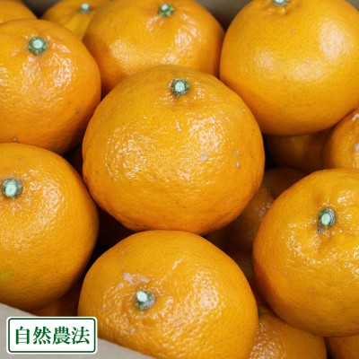 【A・Bサイズ混合】 はるき 5kg 自然農法 (和歌山県 泉農園) 産地直送