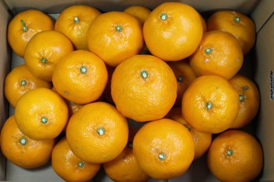 【A・Bサイズ混合】 はるき 5kg 自然農法 (和歌山県 泉農園) 産地直送