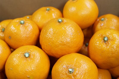 【A・Bサイズ混合】 はるき 5kg 自然農法 (和歌山県 泉農園) 産地直送