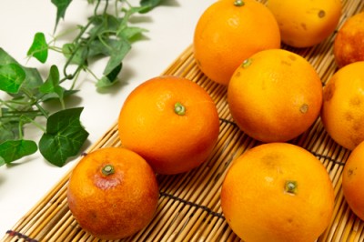 【特大セール・B品訳あり】 ブラッドオレンジ 10kg 有機JAS転換期間 (佐賀県 佐藤農場株式会社) 産地直送