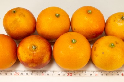 【特大セール・B品訳あり】 ブラッドオレンジ 10kg 有機JAS転換期間 (佐賀県 佐藤農場株式会社) 産地直送