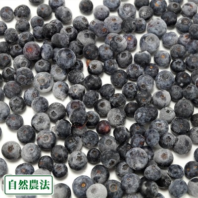【クール冷凍便・加工用】冷凍ブルーベリー 500g 自然農法 (群馬県 月夜野ブルーベリー)