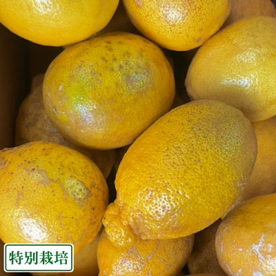 【加工用】レモン璃の香 3kg 県特別栽培 (熊本県 オレンジヒルズ) 産地直送