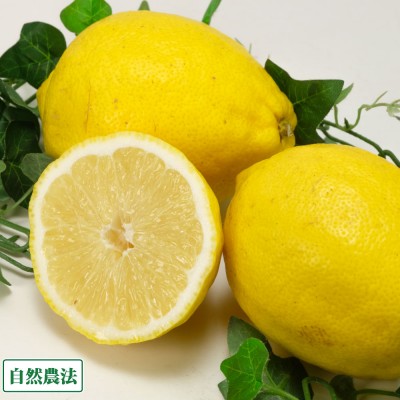 【A・Bサイズ混合】 レモン (璃の香) 9kg 自然農法 (和歌山県 泉農園) 産地直送