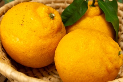 【ポイント3倍・サイズ混合】 紀州三宝柑 10kg 自然農法 (和歌山県 泉農園) 産地直送