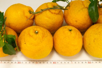 【ABサイズ混合】 紀州三宝柑 4kg 自然農法 (和歌山県 泉農園) 産地直送