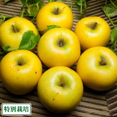 【小玉】シナノゴールド A品 5kg箱 特別栽培 (青森県 田村りんご農園) 産地直送