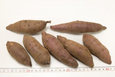 【2S～3Sサイズ】ミニさつまいも(紅はるか) 5kg 自然農法 (静岡県 大仁農場) 産地直送 サツマイモ