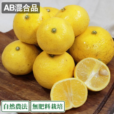 【A・B混合】 黄蜜柑(キミカン) 5kg 自然農法 (鹿児島県 かんとりぃぱぁく) 産地直送