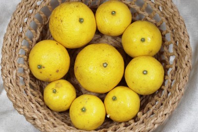 【A・B混合】 黄蜜柑(キミカン) 5kg 自然農法 (鹿児島県 かんとりぃぱぁく) 産地直送