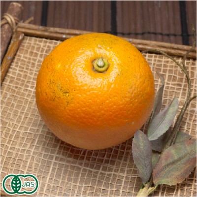 有機 橙(だいだい) A品 4kg 有機JAS (佐賀県 佐藤農場株式会社) 産地直送