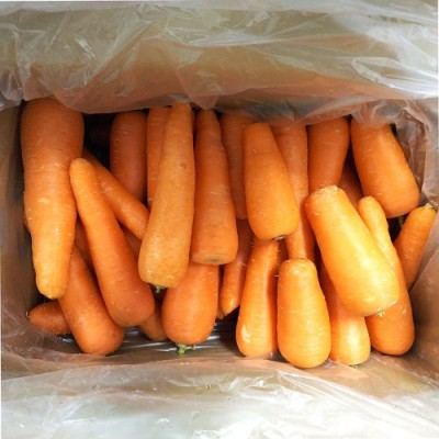 【定期購入】【クール便・訳あり】 にんじん 10kg箱×4箱定期配送(1週間に1箱)(ふるさと21)