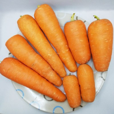 【定期購入】【クール便・訳あり】 にんじん 10kg箱×4箱定期配送(1週間に1箱)(ふるさと21)