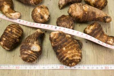 有機 里芋 10kg 有機JAS (山口県 めぐみ農園) 産地直送