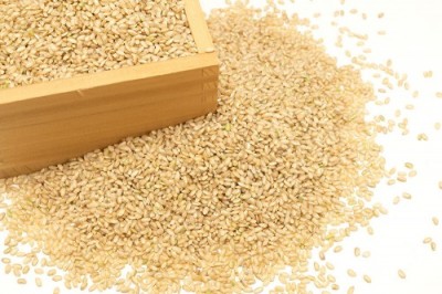 【令和4年度産】金のいぶき 玄米 10kg 有機JAS 自然農法 (宮城県 仙台たんの農園) 産地直送