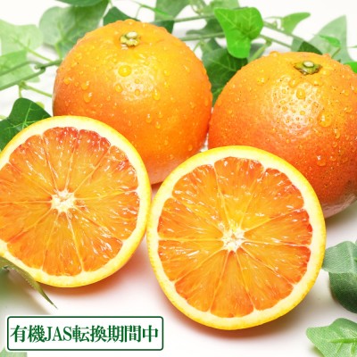 【ポイント3倍】ブラッドオレンジ 10kg 有機JAS転換期間 (佐賀県 佐藤農場株式会社) 産地直送