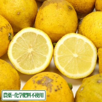 【セール・加工用】レモン 3kg 県特別栽培(無・無) (熊本県 オレンジヒルズ) 産地直送
