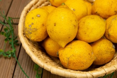 【セール・加工用】レモン 5kg 県特別栽培(無・無) (熊本県 オレンジヒルズ) 産地直送