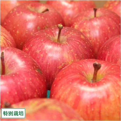 【訳あり】 ふじ 10kg 特別栽培 (青森県 さいとうりんご園) 産地直送