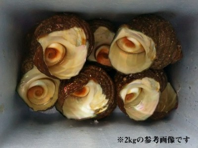 【クール冷蔵便】天然 活 瀬戸サザエ 約5kg (愛媛県 風車の町佐田岬の会) 瀬戸地区 天然物