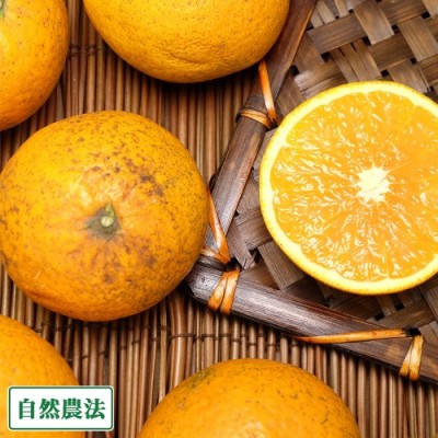 【数量限定・B品】 清見オレンジ 5kg 自然農法 (愛媛県 風車の街佐田岬の会) 無施肥栽培 みかん 産地直送