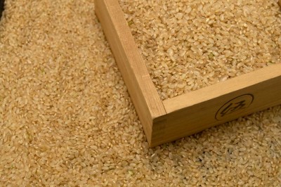 【特別感謝セール・特大値引き・令和4年度産米】 つがるロマン 玄米 10kg 自然農法 (青森県 小田農園) 産地直送