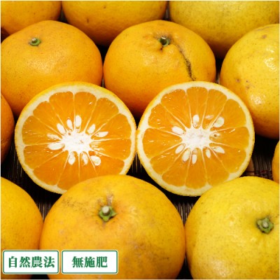 【加工用・小玉】 甘夏 5kg 自然農法 無施肥 (愛媛県 風車の町佐田岬の会) 産地直送