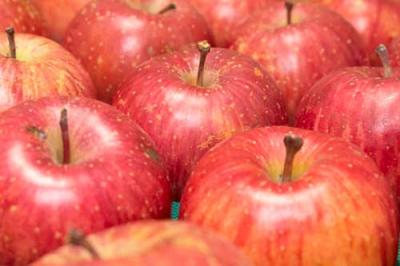 【訳あり・小玉】 サンふじ 4～5kg 特別栽培 (青森県 田村りんご農園) 産地直送