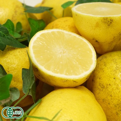 【加工用】有機レモン(璃の香) 3kg 有機JAS (佐賀県 佐藤農場株式会社) 産地直送