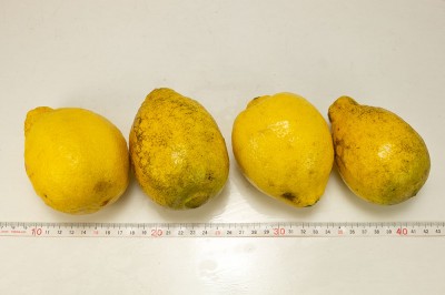 【加工用】有機レモン(璃の香) 3kg 有機JAS (佐賀県 佐藤農場株式会社) 産地直送