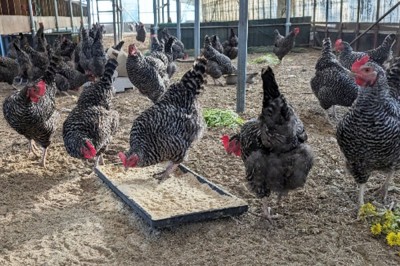 【ポイント2倍】平飼い養鶏 淡路島の恵み卵 30個(S〜Lサイズ) (兵庫県 花岡農恵園) 産地直送